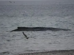 "Würde gerne mehr machen": Großes Gerät soll den gestrandeten Ostsee-Buckelwal retten