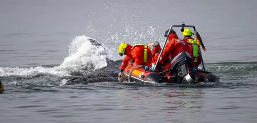 Niendorf an der Ostsee: Helfer geben Hoffnung auf Walrettung nicht auf