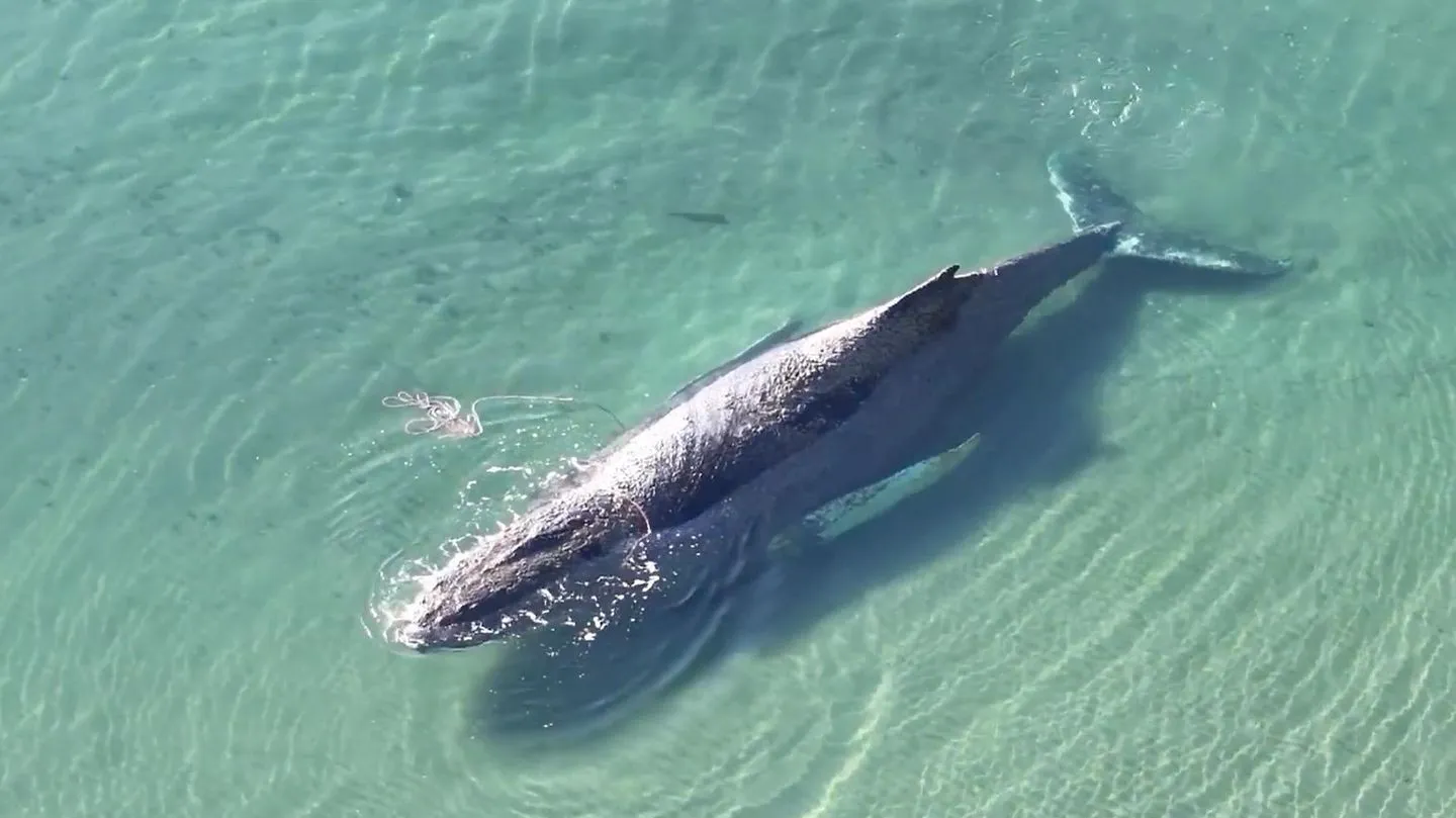 Rettungsversuche scheitern: Zeit für gestrandeten Buckelwal an Ostseestrand wird knapp
