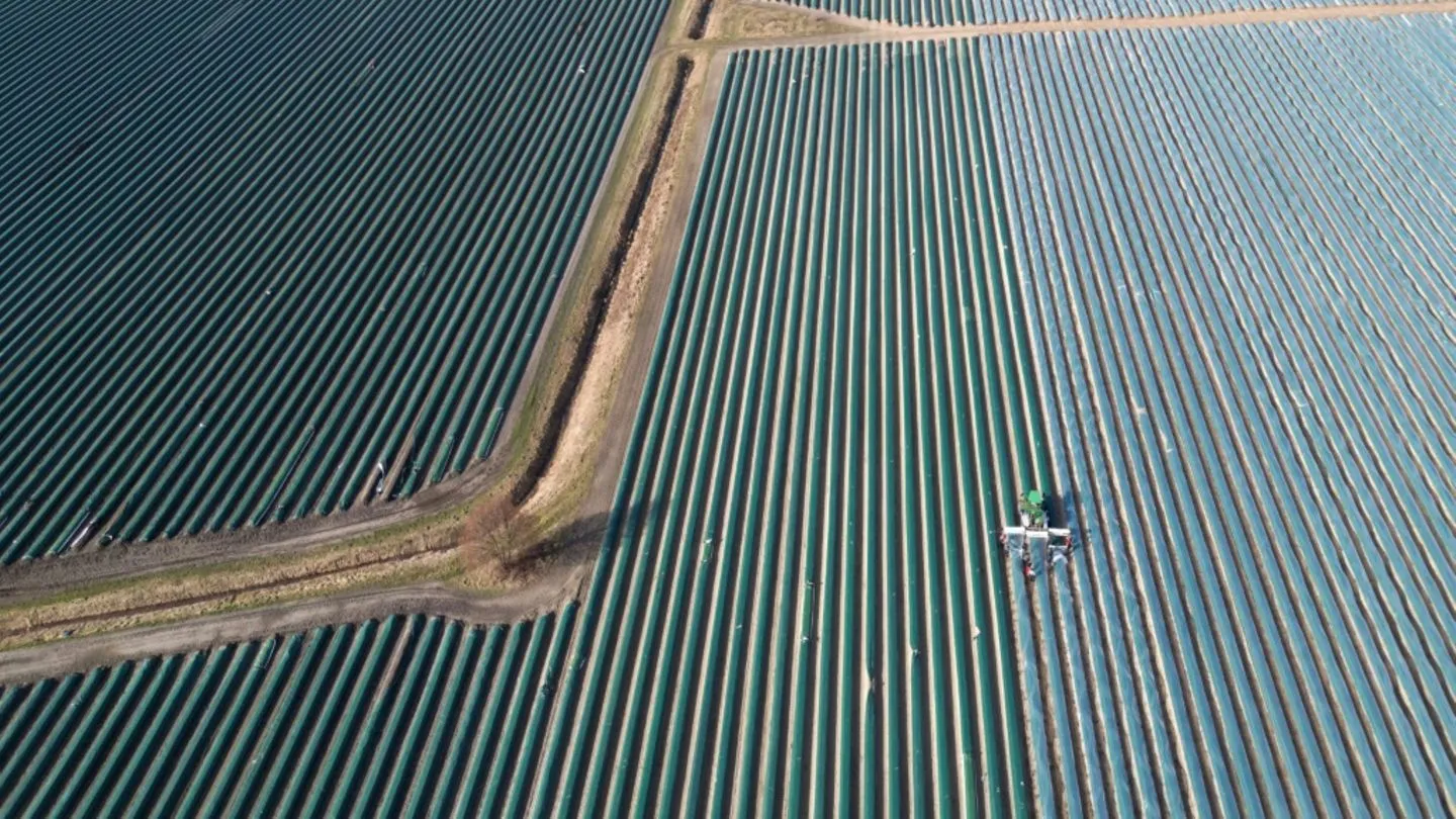 Löhne für Beschäftigte in der Landwirtschaft sollen um rund zehn Prozent steigen
