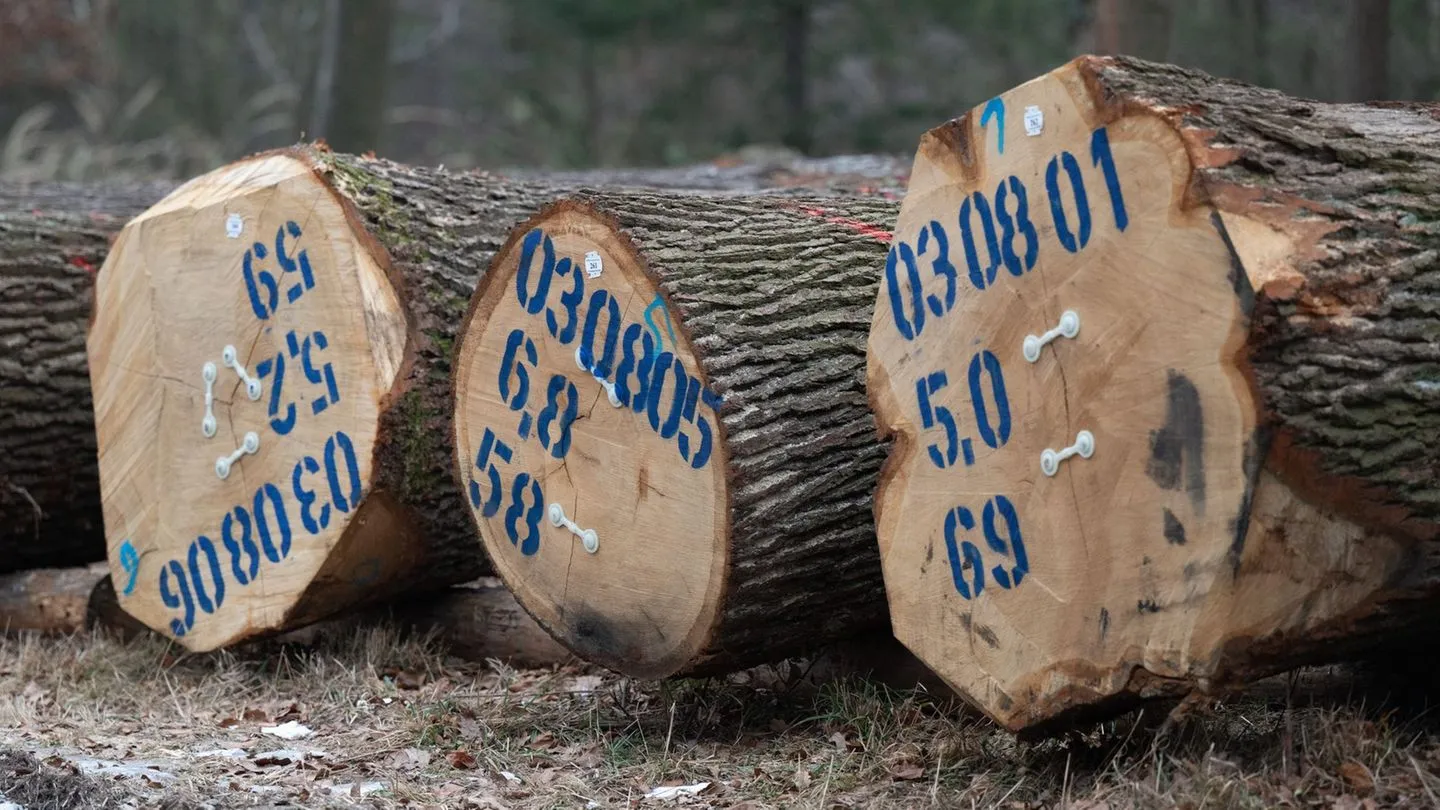 Waldbesitz: Zahlreiche Holzstämme für gutes Geld versteigert