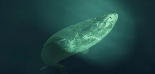 Grönlandhaie werden 400 Jahre alt, ihre Augen funktionieren trotzdem