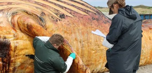 Wal »Timmy«: Museen konkurrieren um Knochen des Buckelwals