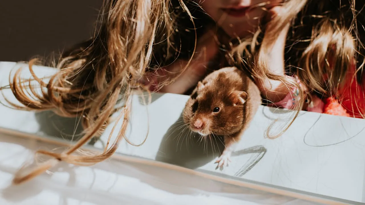 Nachteile des Haustiers - Darum sollten Sie ihrem Kind keinen Hamster kaufen